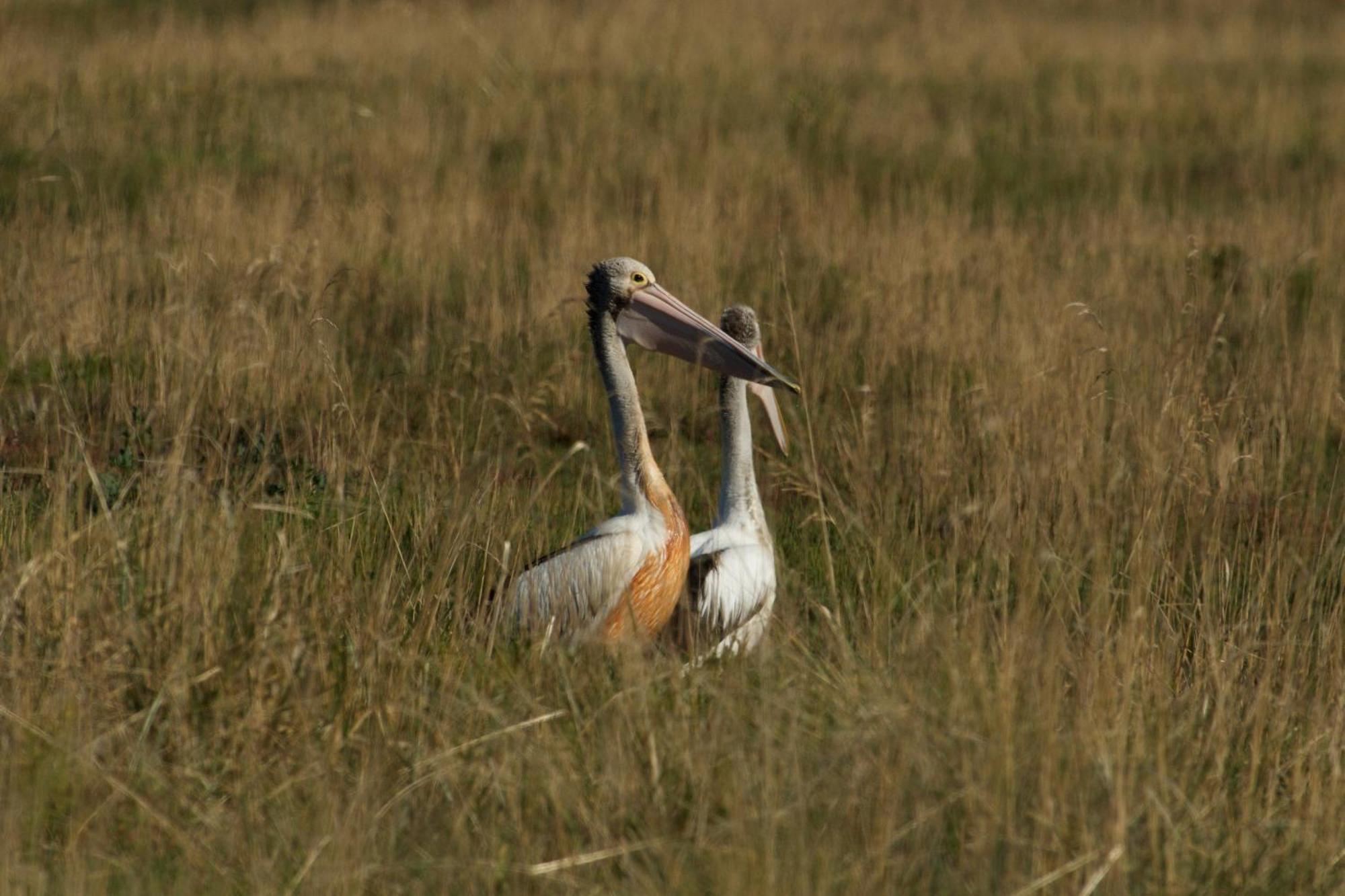 Pelican Point Sanctuary Сент-Геленс Екстер'єр фото