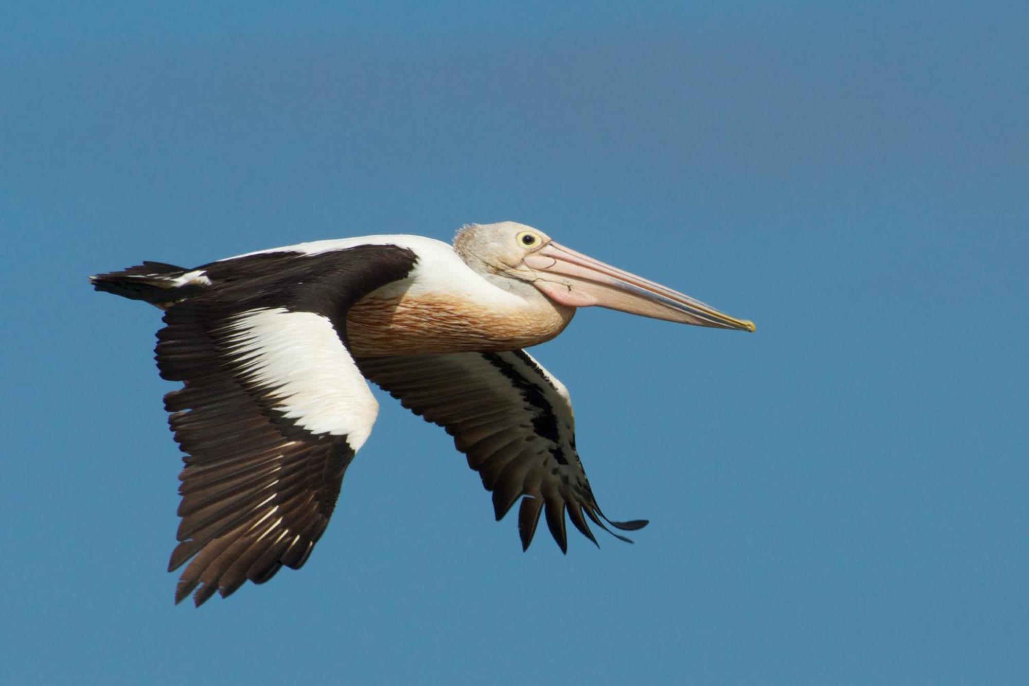 Pelican Point Sanctuary Сент-Геленс Екстер'єр фото