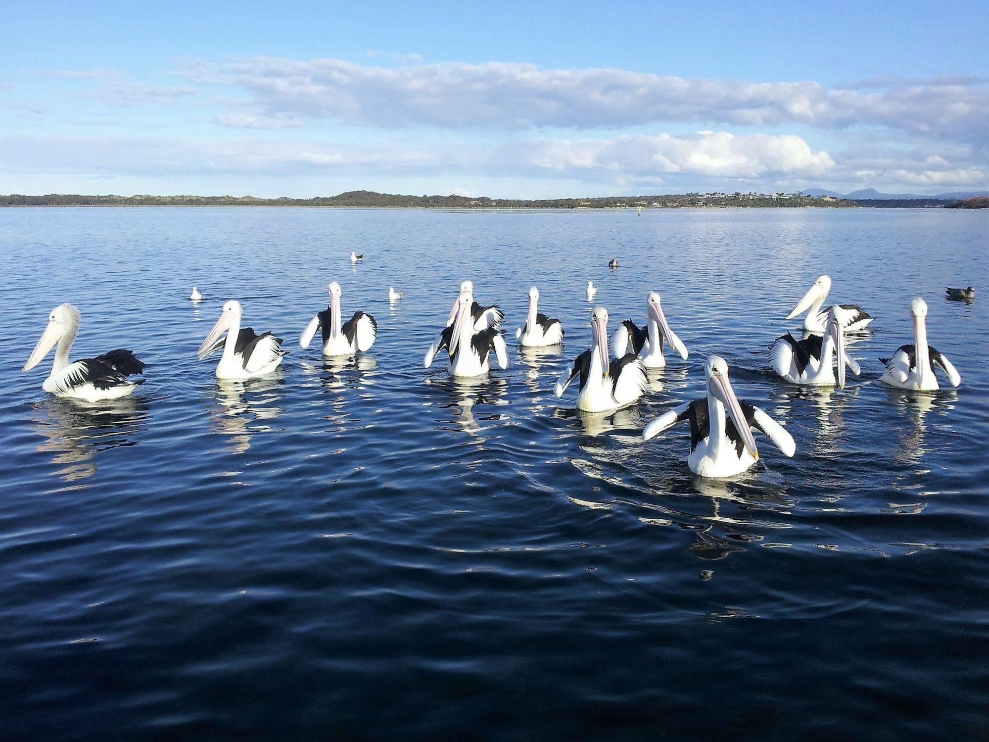 Pelican Point Sanctuary Сент-Геленс Екстер'єр фото